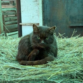 Смотрите, кто в деревне следит за хозяйством у председателя нижегородского Заксобрания Евгения Люлина, когда он на работе!