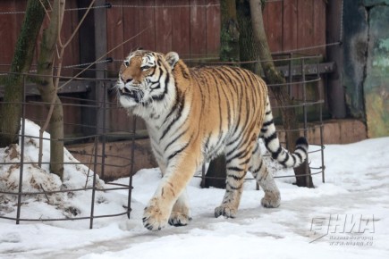 Зоопарк «Лимпопо» переходит на зимний режим работы