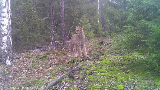Рысь вышла на прогулку в Городецком районе