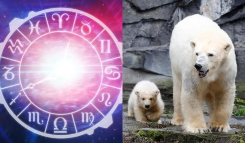 Загадочные арктические символы: что ваши звезды говорят о животных