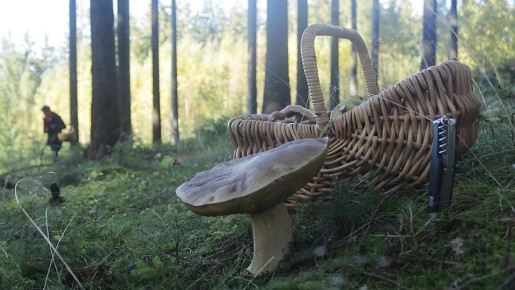 Как точно не потеряться в лесу: спасатель дал важные рекомендации путешественникам