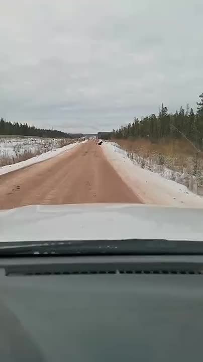Интересно, в какой-то ещё стране люди отправляют медведей спать или это только у нас принято?