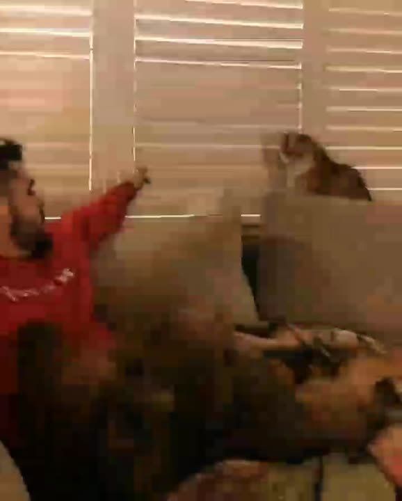 Даже котик понимает, что пора на работу