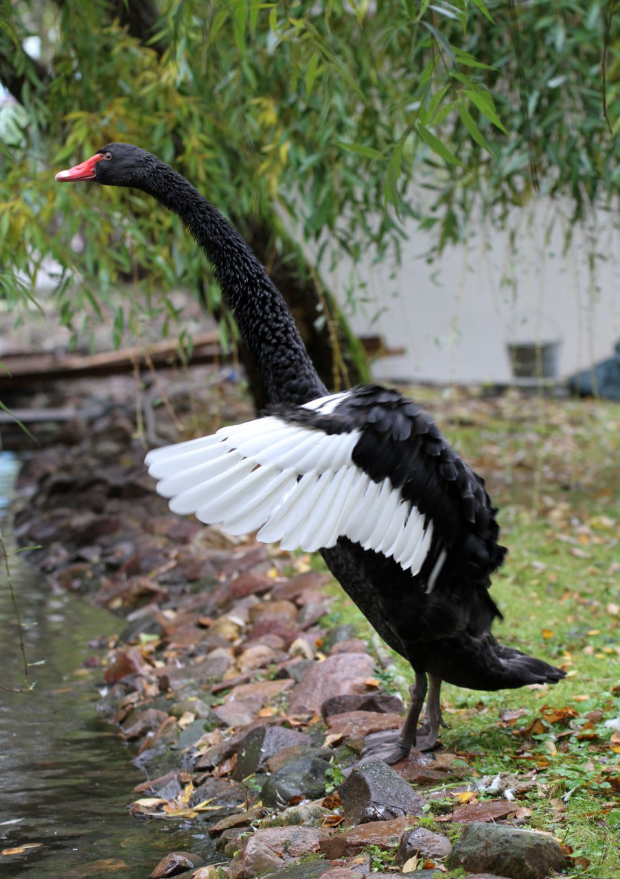 Новоселье в «Лимпопо»! Там в новых вольерах обживаются белки Финлайсона и чёрные лебеди Новоселье в «Лимпопо»! Там в новых вольерах обживаются белки Финлайсона и чёрные лебеди
