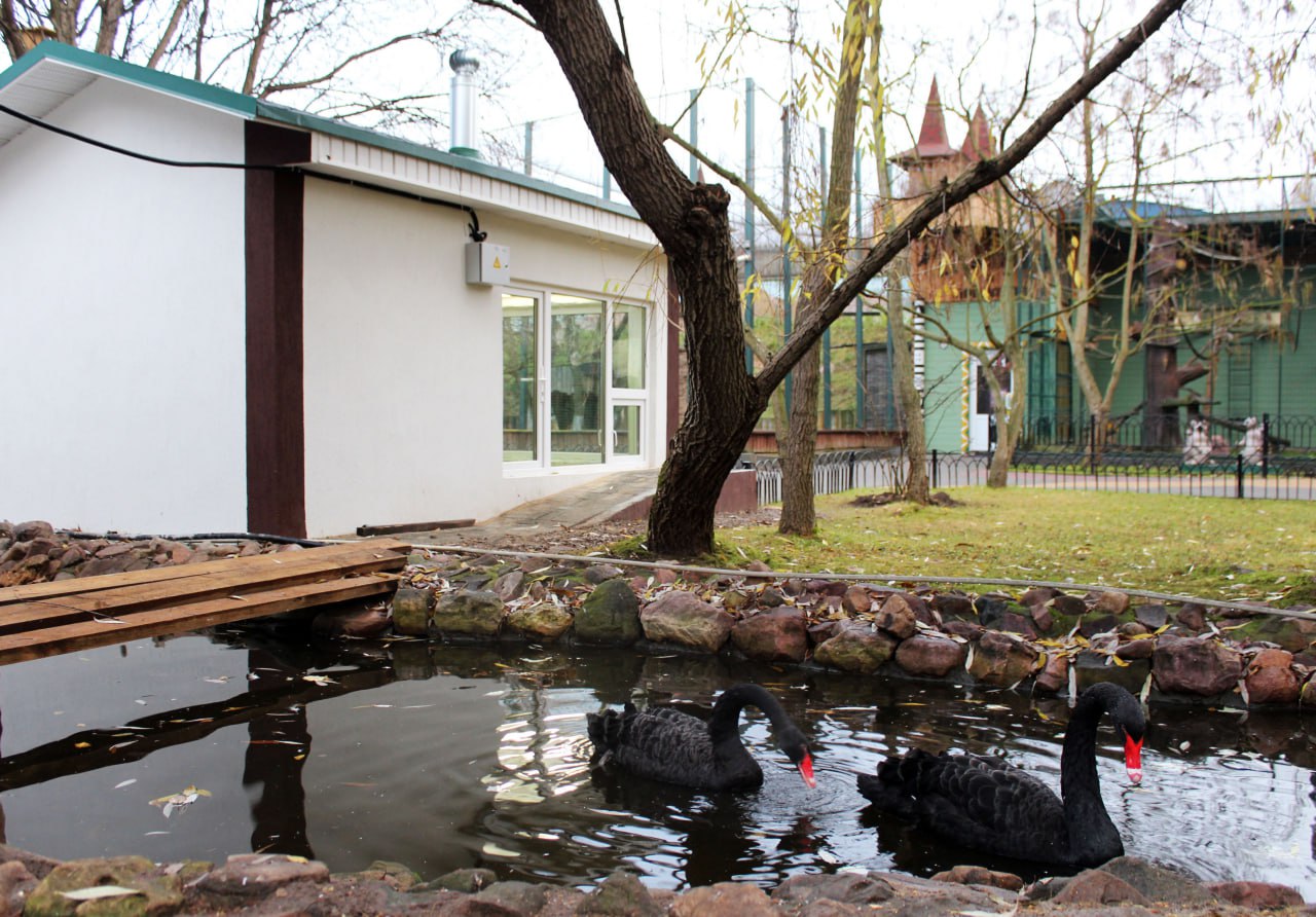 Новоселье в «Лимпопо»! Там в новых вольерах обживаются белки Финлайсона и чёрные лебеди Новоселье в «Лимпопо»! Там в новых вольерах обживаются белки Финлайсона и чёрные лебеди