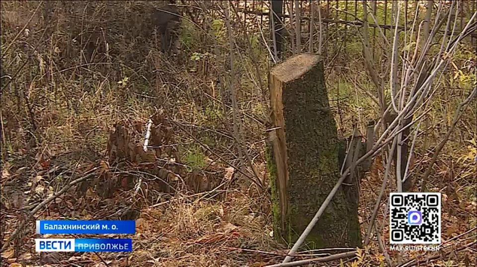 Автоловушка в Балахне. Там водители из-за скрытого в ветвях деревьев дорожного знака и камеры видеофиксации попали на крупные штрафы
