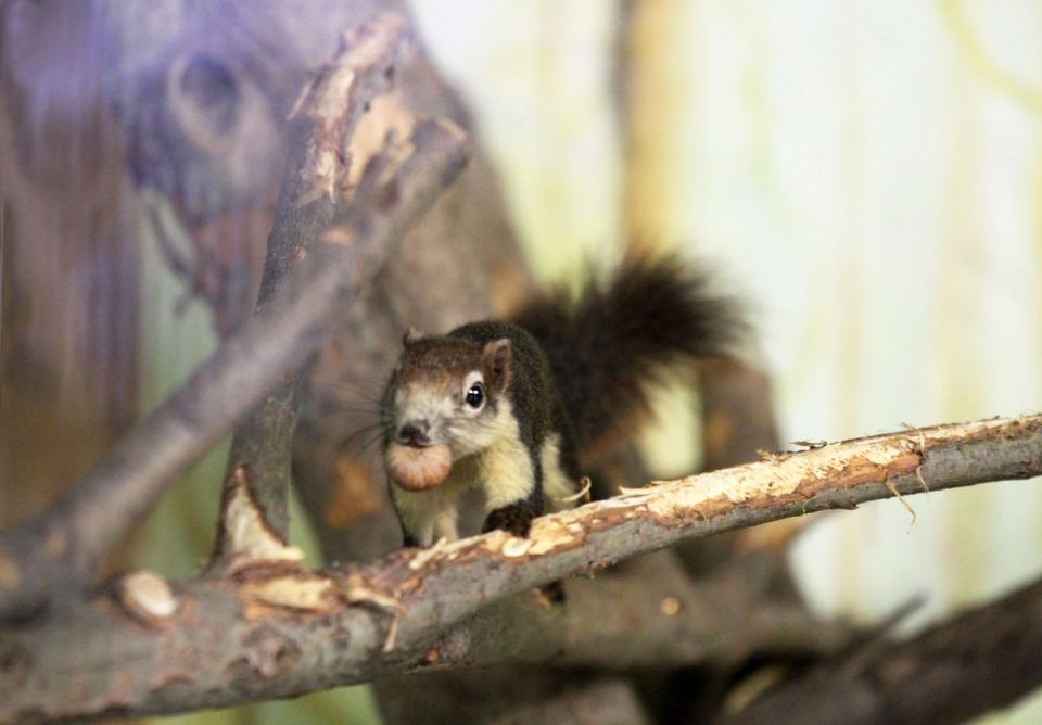 В «Лимпопо» снова новоселье