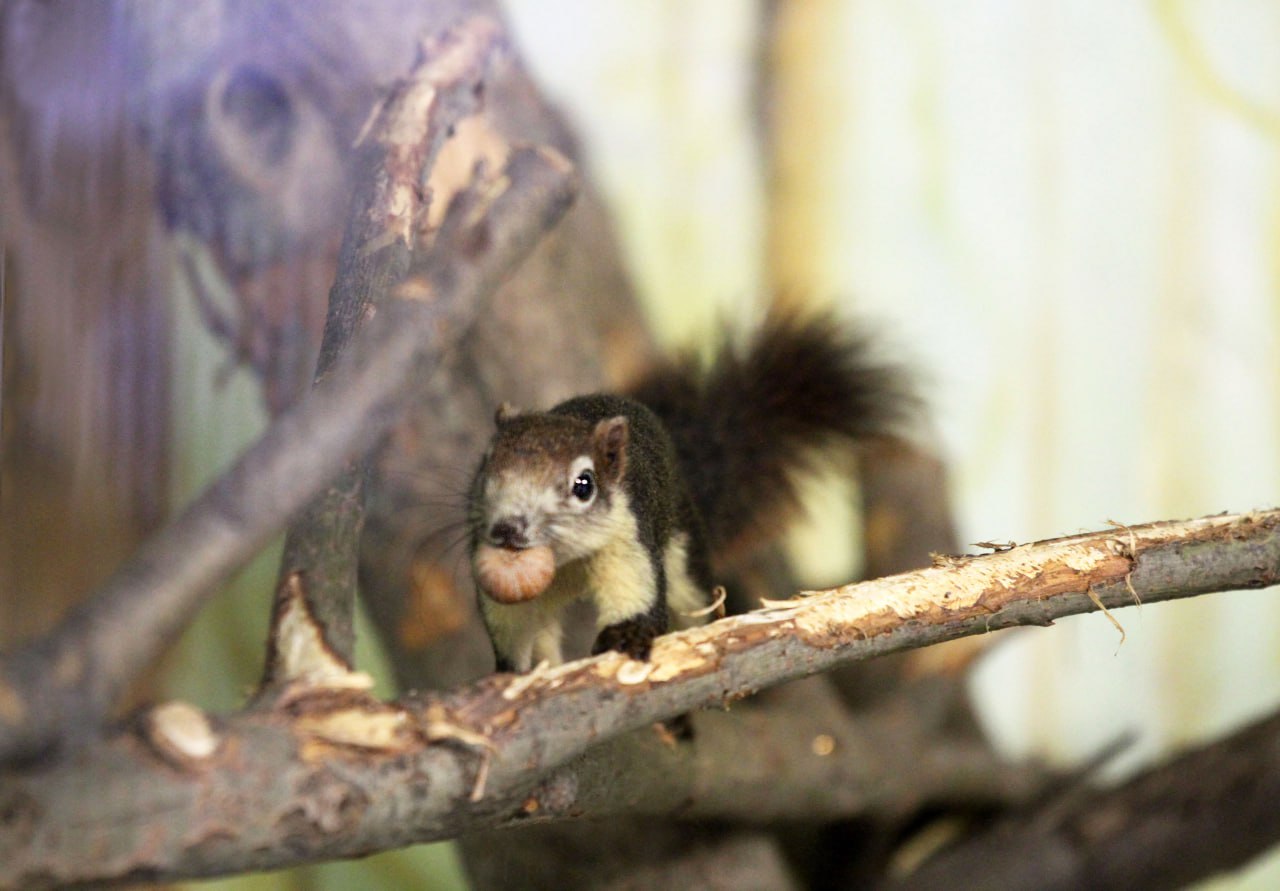 В «Лимпопо» снова новоселье
