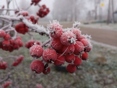 Нижегородцы делятся в соцсетях фотографиями утреннего инея