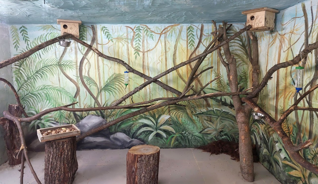 Новоселье в «Лимпопо»! Там в новых вольерах обживаются белки Финлайсона и чёрные лебеди Новоселье в «Лимпопо»! Там в новых вольерах обживаются белки Финлайсона и чёрные лебеди