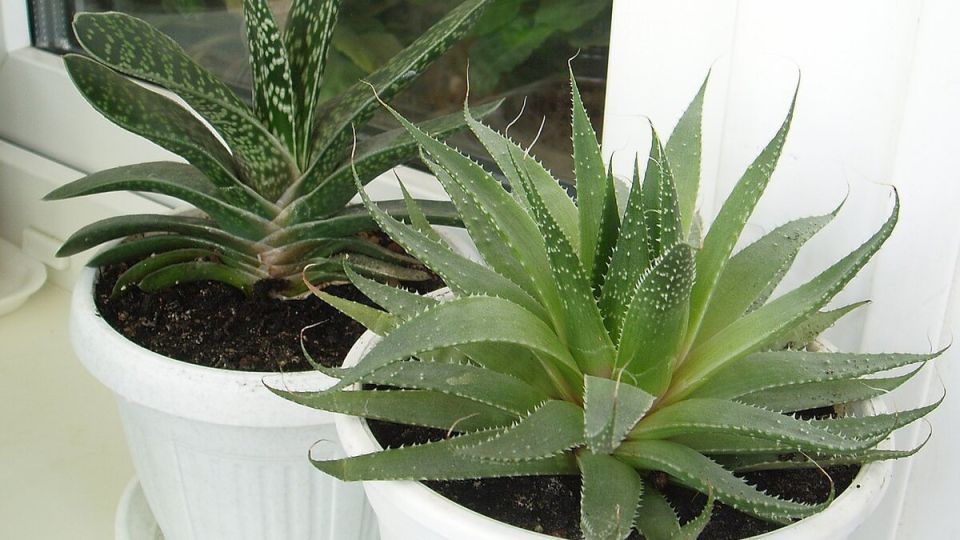 Как ускорить рост комнатных растений