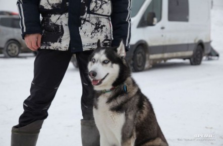 Незрячие нижегородцы могут бесплатно получить собаку-поводыря