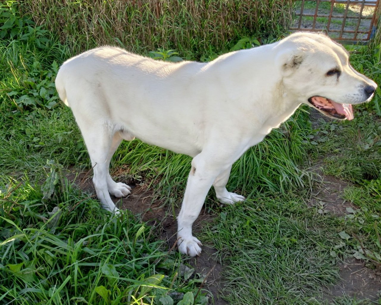 Эти собакены верой и правдой служили во ФСИН до пенсии, и теперь ищут любящих хозяев — давайте им поможем!