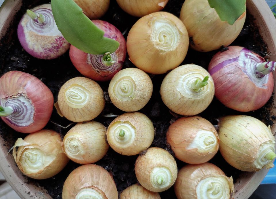 Как вырастить лук на перо в зимний период на подоконнике: простые способы