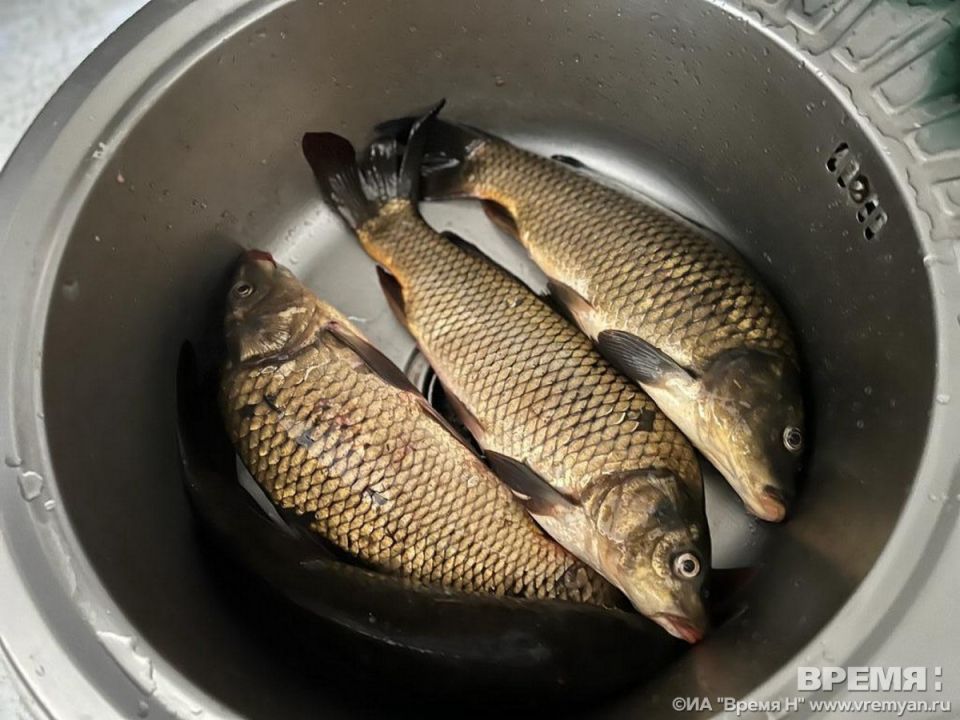 Нижегородцам стоит приобрести рыбу к Новому году заранее