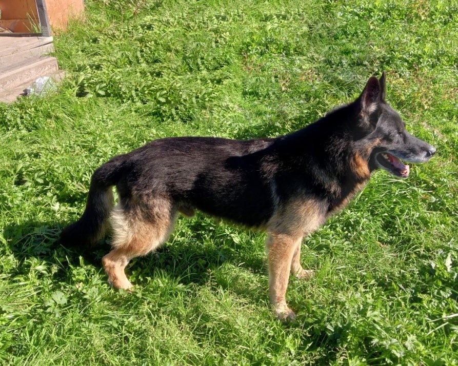 Эти собакены верой и правдой служили во ФСИН до пенсии, и теперь ищут любящих хозяев — давайте им поможем! Эти собакены верой и правдой служили во ФСИН до пенсии, и теперь ищут любящих хозяев — давайте им поможем!