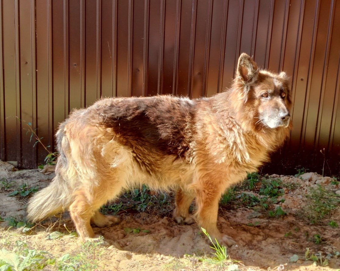 Эти собакены верой и правдой служили во ФСИН до пенсии, и теперь ищут любящих хозяев — давайте им поможем! Эти собакены верой и правдой служили во ФСИН до пенсии, и теперь ищут любящих хозяев — давайте им поможем!