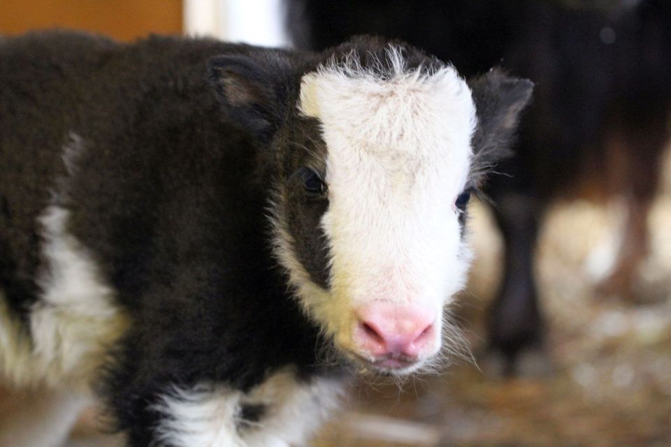 Порция милоты из зоопарка «Лимпопо» — там стали родителями яки Лера и Гамлет, у них появилась очаровательная малышка