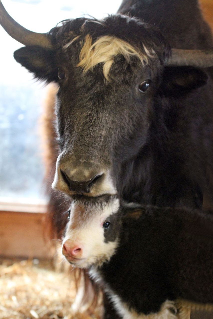 Малышка-як появилась в нижегородском зоопарке Малышка-як появилась в нижегородском зоопарке
