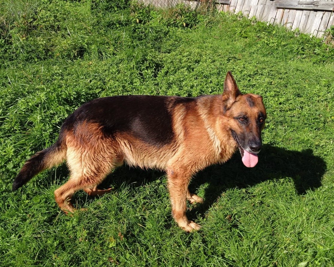 Эти собакены верой и правдой служили во ФСИН до пенсии, и теперь ищут любящих хозяев — давайте им поможем! Эти собакены верой и правдой служили во ФСИН до пенсии, и теперь ищут любящих хозяев — давайте им поможем!