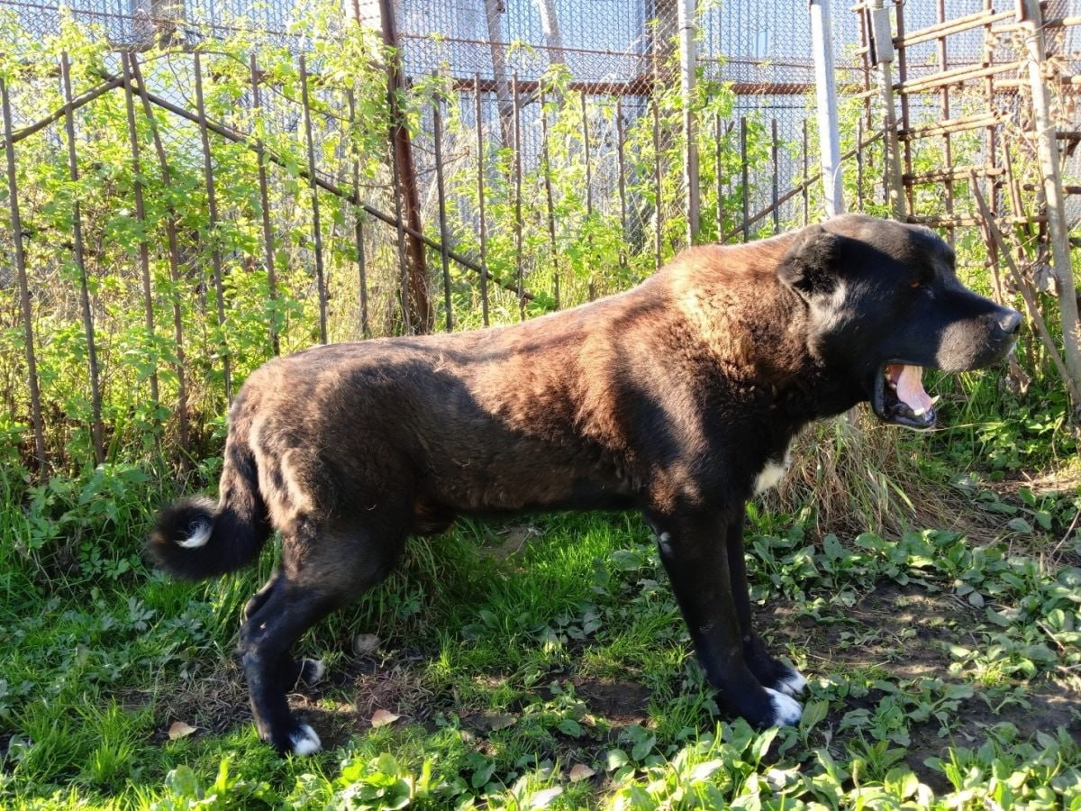 Эти собакены верой и правдой служили во ФСИН до пенсии, и теперь ищут любящих хозяев — давайте им поможем! Эти собакены верой и правдой служили во ФСИН до пенсии, и теперь ищут любящих хозяев — давайте им поможем!