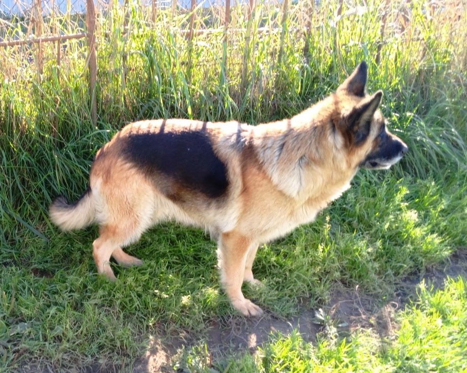 Эти собакены верой и правдой служили во ФСИН до пенсии, и теперь ищут любящих хозяев — давайте им поможем! Эти собакены верой и правдой служили во ФСИН до пенсии, и теперь ищут любящих хозяев — давайте им поможем!