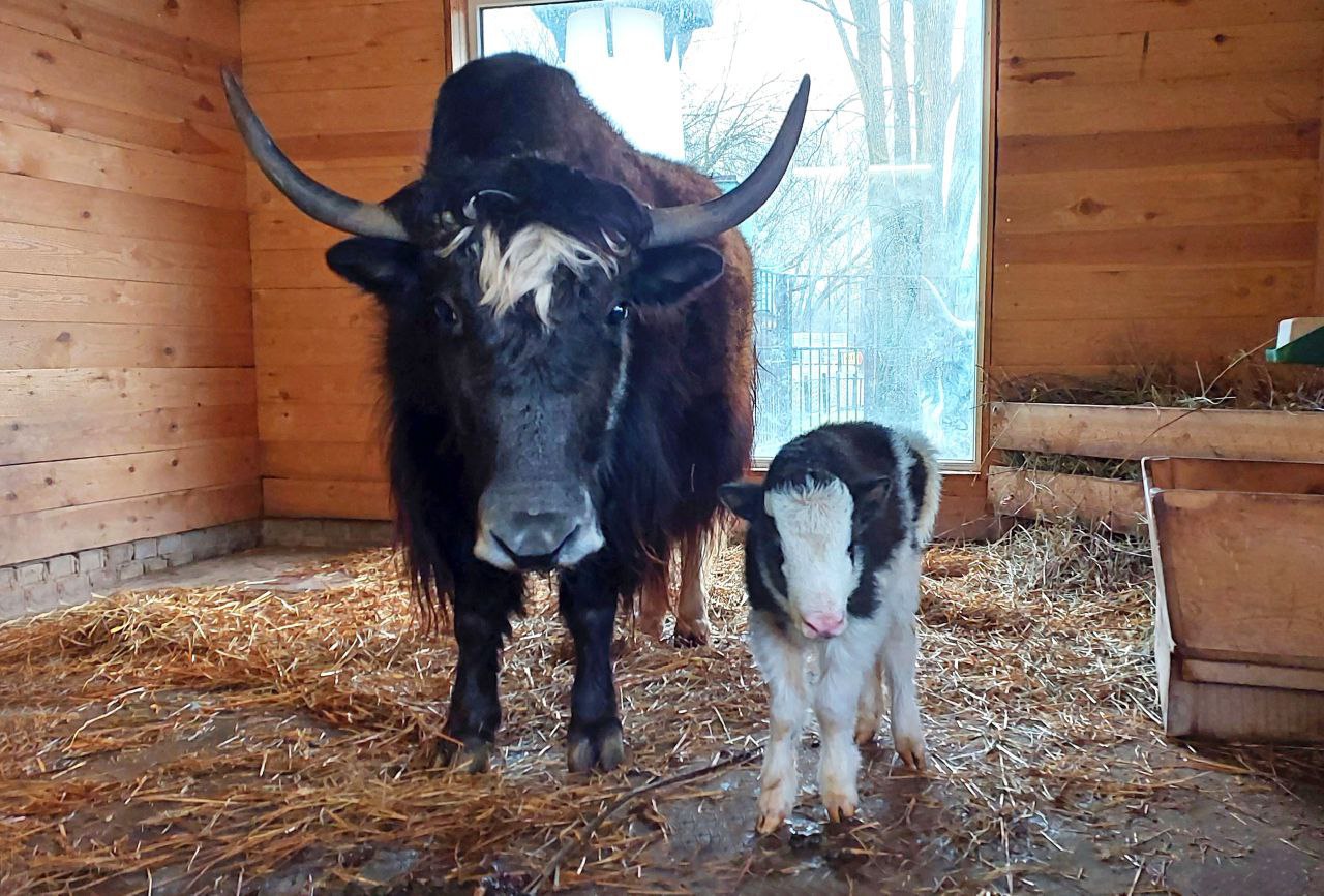 Малышка-як появилась в нижегородском зоопарке Малышка-як появилась в нижегородском зоопарке