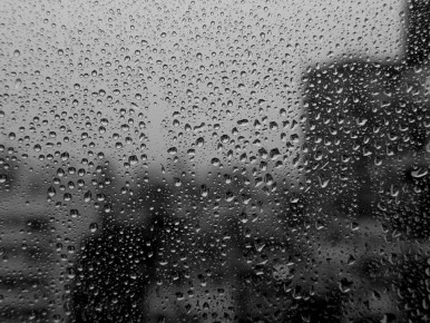 Защита растений от затяжных дождей: как не потерять урожай в сезон дождей