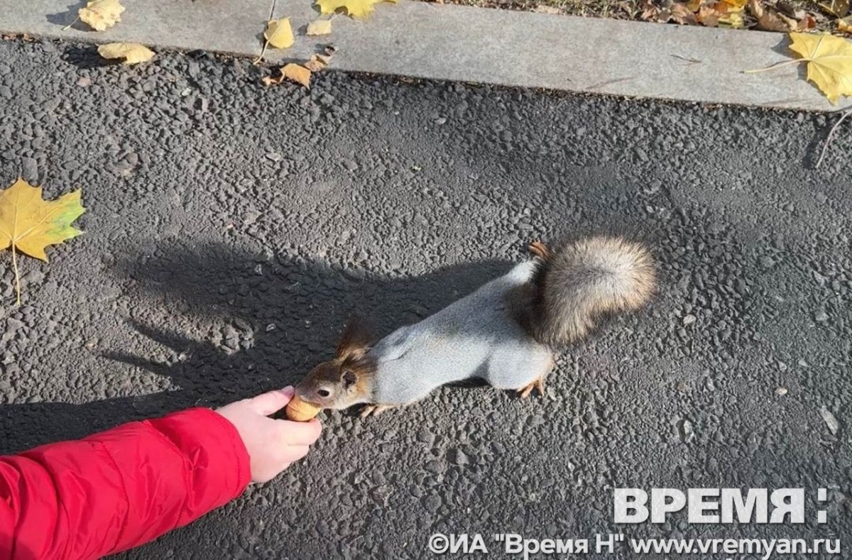 Нижегородцам показали, как белки готовятся к зиме