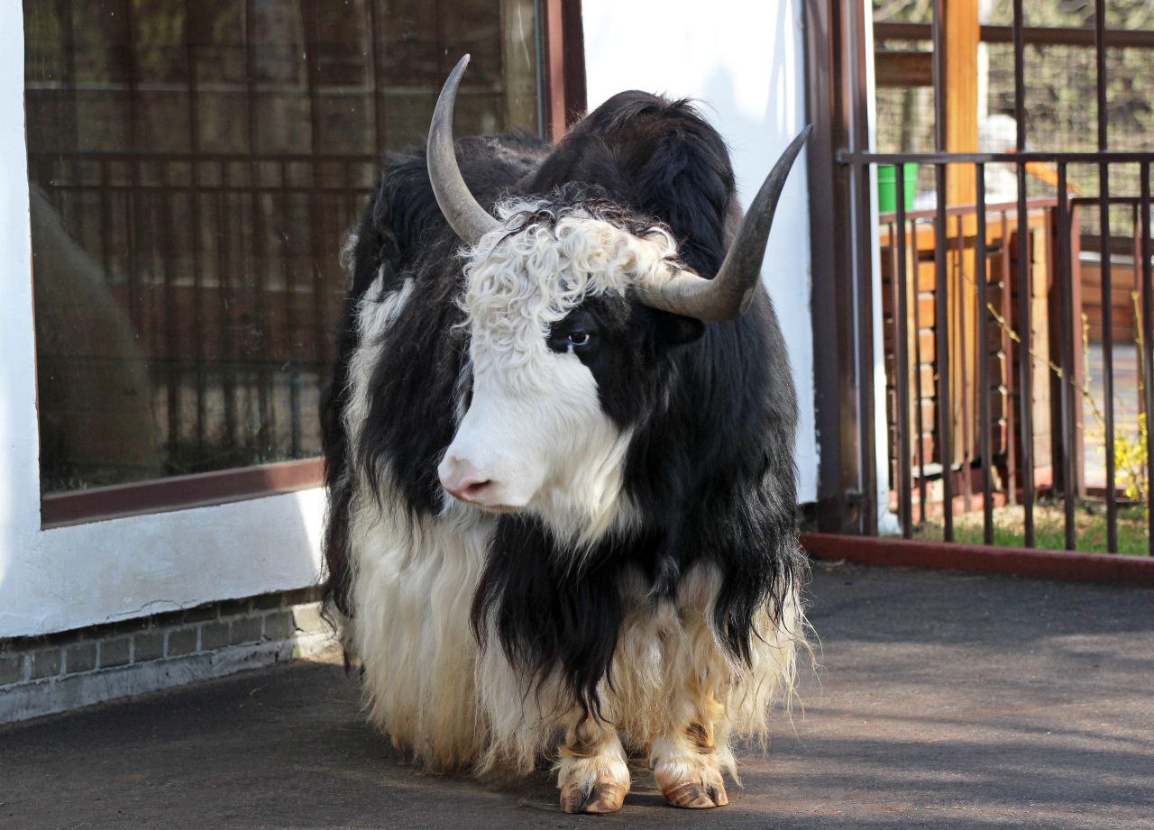 Порция милоты из зоопарка «Лимпопо» — там стали родителями яки Лера и Гамлет, у них появилась очаровательная малышка Порция милоты из зоопарка «Лимпопо» — там стали родителями яки Лера и Гамлет, у них появилась очаровательная малышка