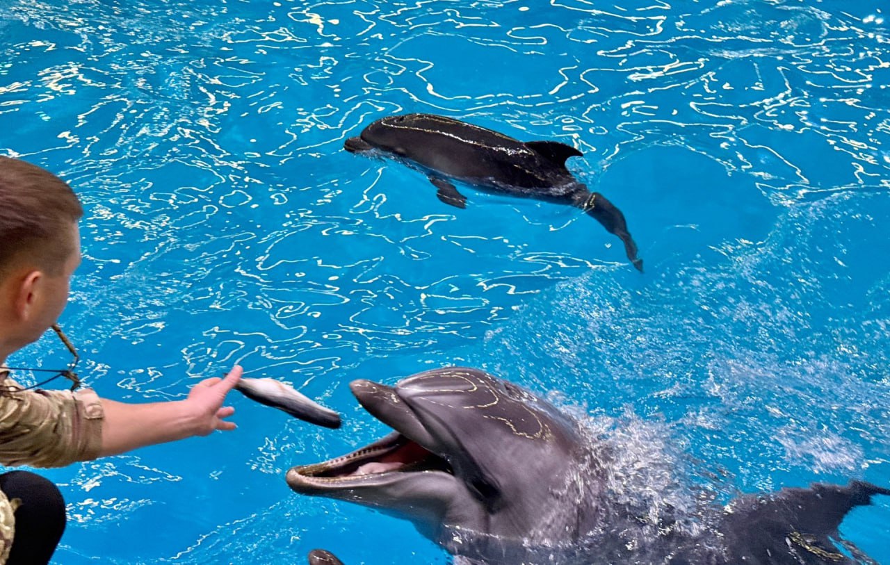 Милоты вам в ленту – в Нижегородском дельфинарии у дельфинов-афалинов Инди и Зема родился малыш Милоты вам в ленту – в Нижегородском дельфинарии у дельфинов-афалинов Инди и Зема родился малыш