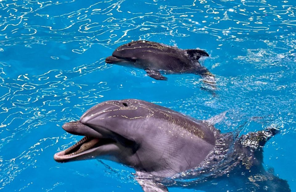 Милоты вам в ленту – в Нижегородском дельфинарии у дельфинов-афалинов Инди и Зема родился малыш