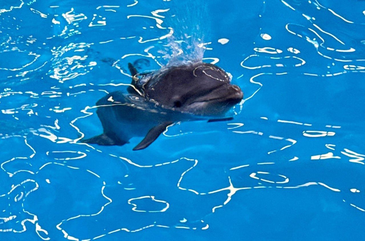 Милоты вам в ленту – в Нижегородском дельфинарии у дельфинов-афалинов Инди и Зема родился малыш Милоты вам в ленту – в Нижегородском дельфинарии у дельфинов-афалинов Инди и Зема родился малыш