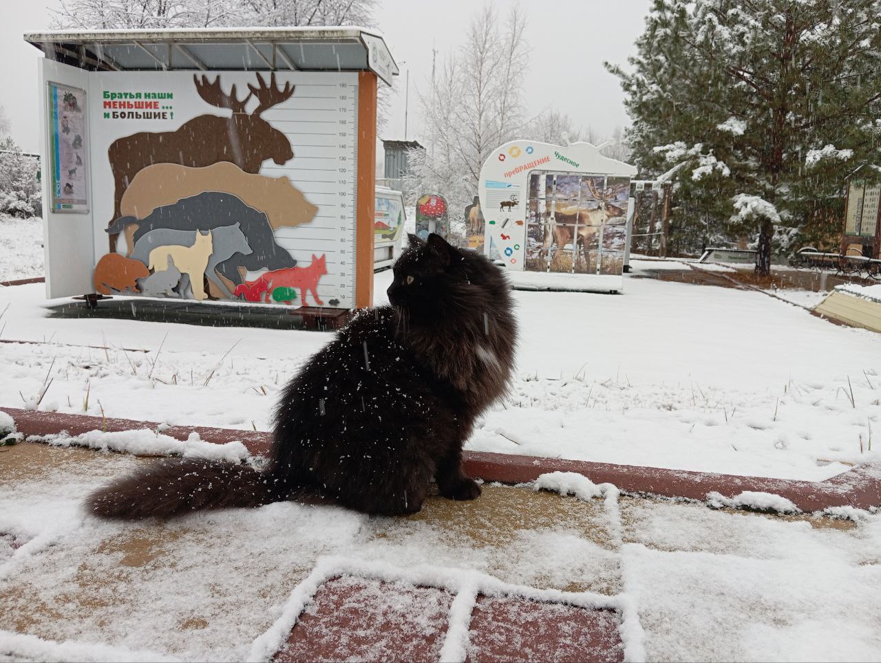 С первым снегом!. В Нижегородской области выпал первый снег С первым снегом!. В Нижегородской области выпал первый снег