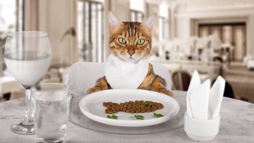 Чаще, чем принято думать: сколько раз в неделю нужно мыть кошачью миску