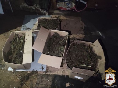 В Арзамасе задержан потребитель синтетического наркотика: его показания помогли обнаружить крупную партию растительного «зелья»