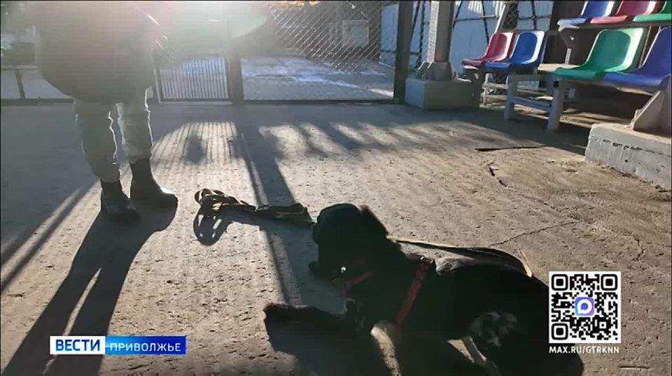 "Открой собаку заново". Семинар с таким названием прошел в приюте фонда "Сострадание"