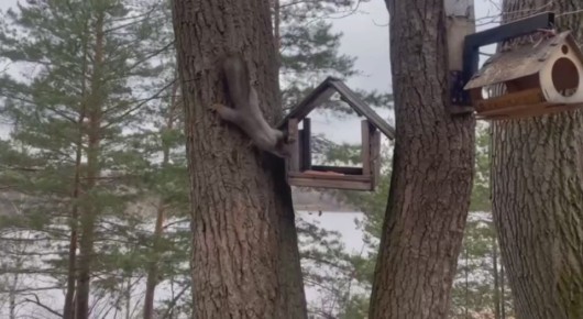 Еще одно видео с белкой к Международному дню защиты этих животных