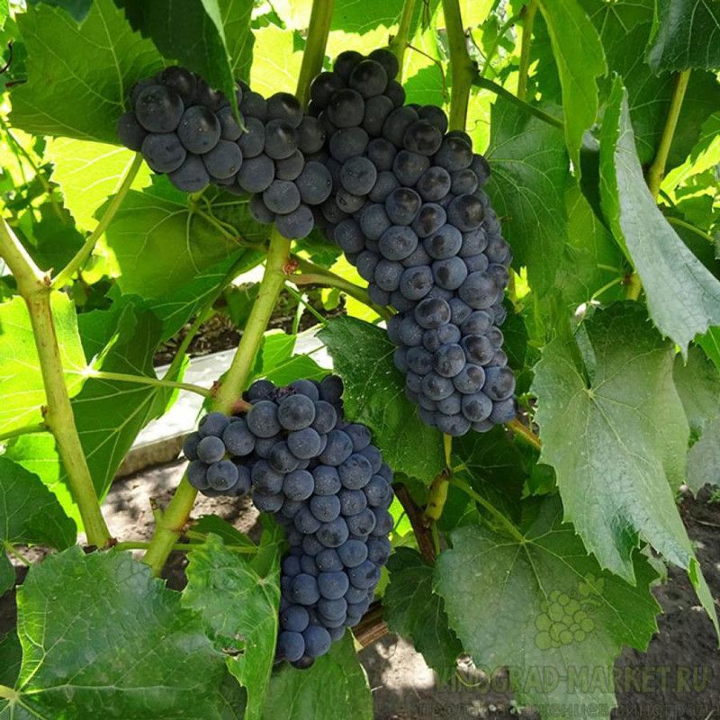 Утраченные сорта винограда: забытые шедевры или просто неудачи?