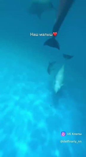 Пополнение в нижегородском дельфинарии