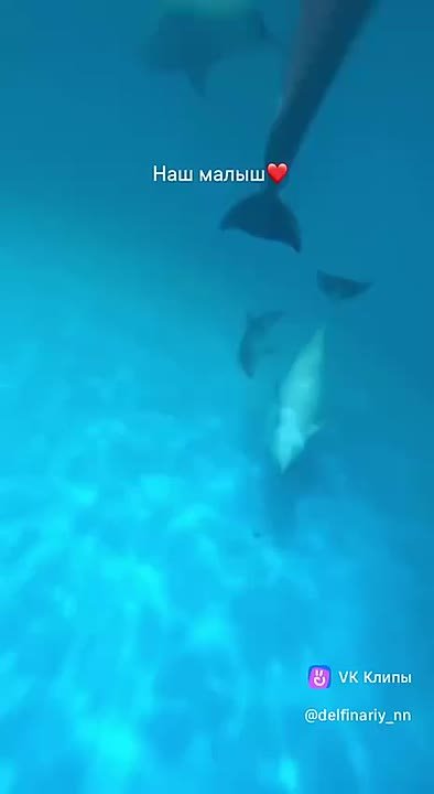 Пополнение в нижегородском дельфинарии