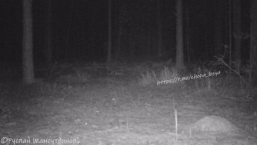 Лесная красавица вышла на ночную прогулку с котятами