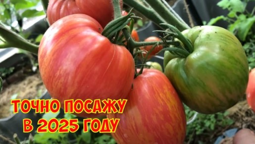 Томаты мечты: 11 сортов для успешного урожая в 2025 году