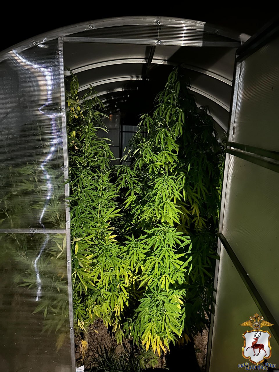 В Нижегородской области наркополицейские пресекли попытку сбыта растительного наркотика в крупном размере В Нижегородской области наркополицейские пресекли попытку сбыта растительного наркотика в крупном размере