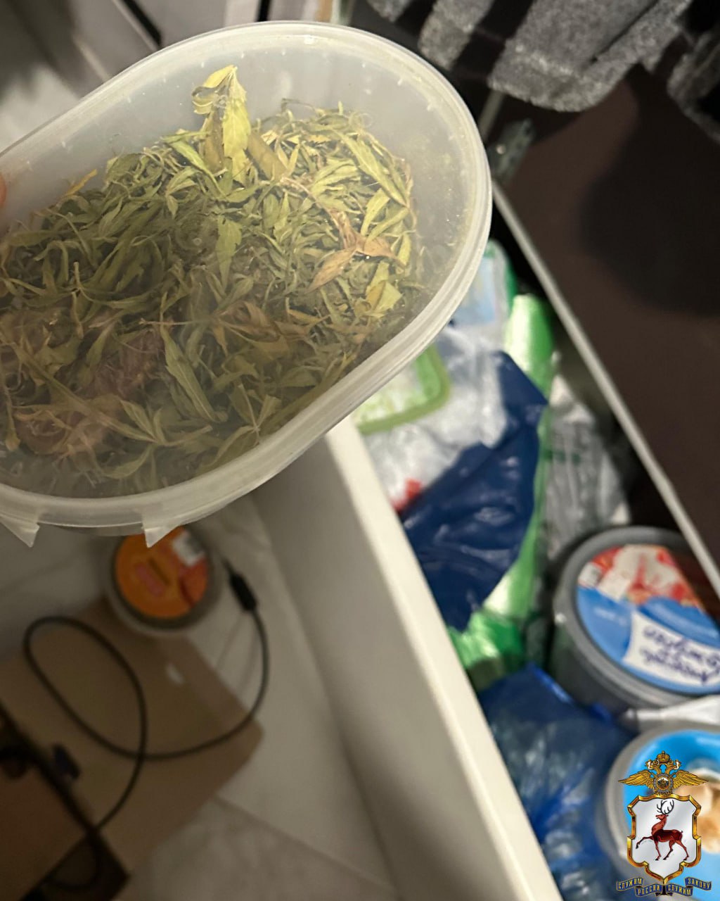 В Нижегородской области наркополицейские пресекли попытку сбыта растительного наркотика в крупном размере В Нижегородской области наркополицейские пресекли попытку сбыта растительного наркотика в крупном размере