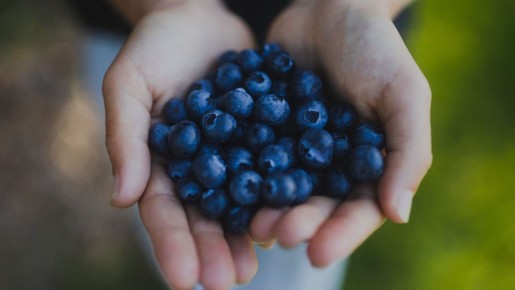 Не вздумайте собирать ягоды в этих местах: аукнется больничной койкой