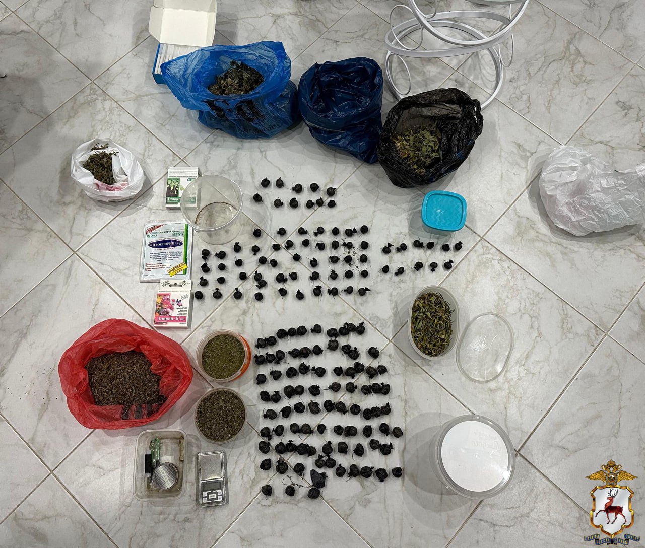 В Нижегородской области наркополицейские пресекли попытку сбыта растительного наркотика в крупном размере В Нижегородской области наркополицейские пресекли попытку сбыта растительного наркотика в крупном размере