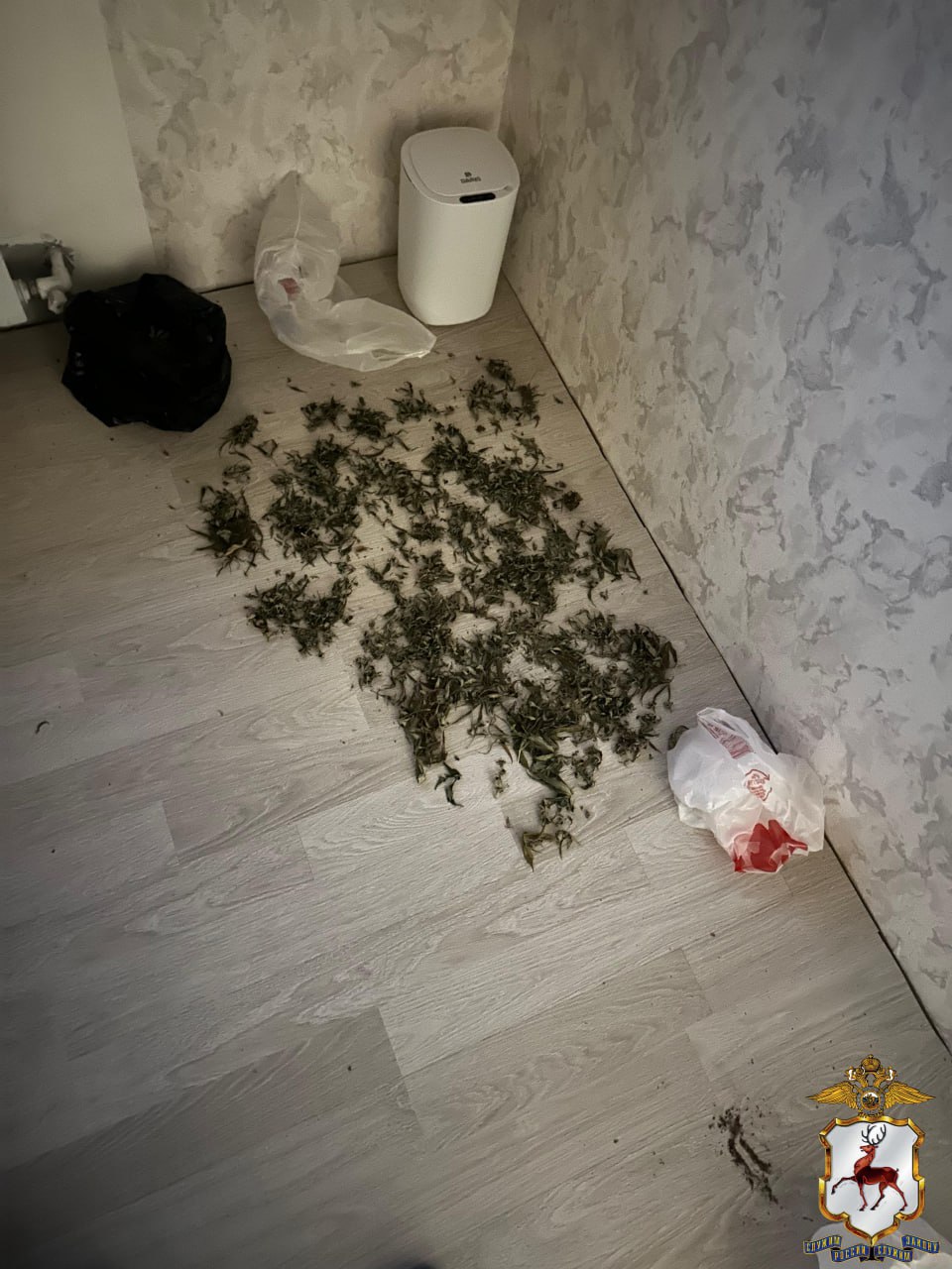 В Нижегородской области наркополицейские пресекли попытку сбыта растительного наркотика в крупном размере В Нижегородской области наркополицейские пресекли попытку сбыта растительного наркотика в крупном размере