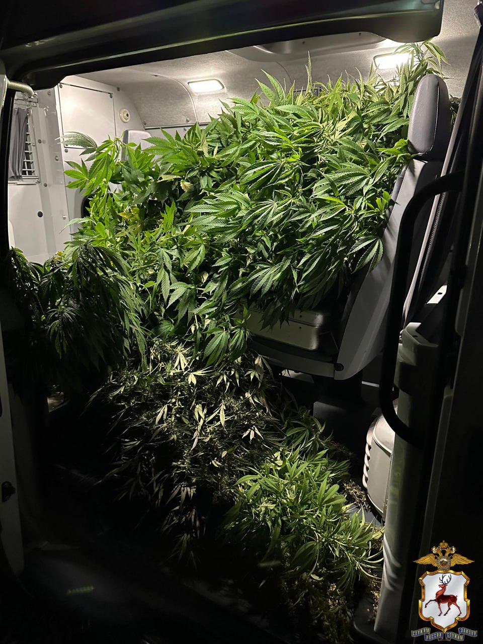 В Нижегородской области наркополицейские пресекли попытку сбыта растительного наркотика в крупном размере В Нижегородской области наркополицейские пресекли попытку сбыта растительного наркотика в крупном размере