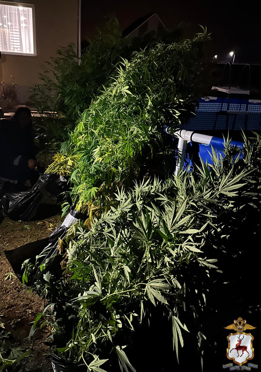 В Нижегородской области наркополицейские пресекли попытку сбыта растительного наркотика в крупном размере